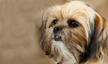 Is a Shorkie the right choice of dog for you?