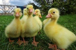 How to Treat Wry Neck in Ducklings and Chicks