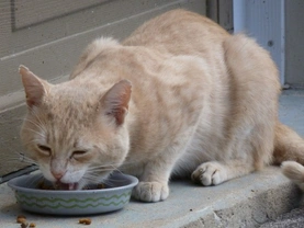 Comida casera para gatos, natural y saludable