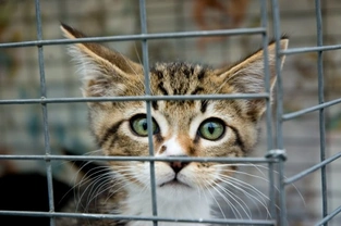 Choosing a Holiday Boarding Cattery