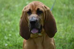 Aortic stenosis in the bloodhound dog breed