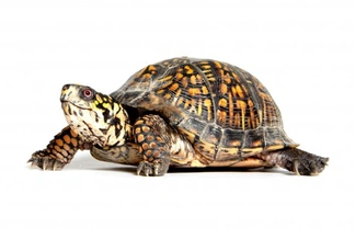 5 Common Species of Terrapins that Make Great Pets