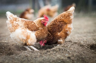 Common health problems in pet chickens