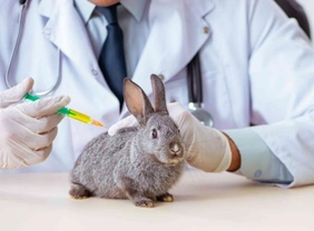 Qué vacunas necesita mi conejo