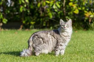 What type of cats should allergy sufferers avoid?