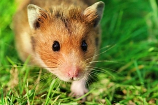 Common hamster breeds in the UK