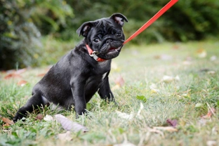 How to leash train your puppy to prevent later problems