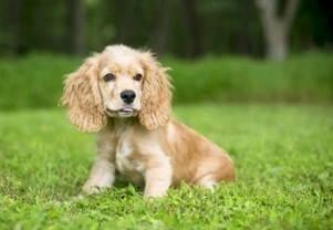 Five skills you need to master before you get a puppy