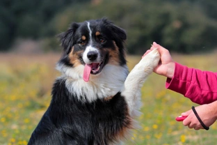 Five problems that can arise when clicker-training your dog, and how to avoid them