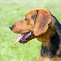 All about the Serbian Hound
