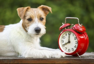 Managing your dog when the clocks go back