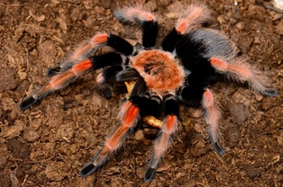 Common questions and misconceptions about tarantulas
