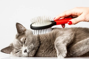 When Should I Groom my Cat?