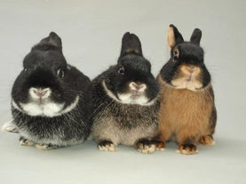 Jak na vystavování králíků? Část 2: Druhy výstav a členění expozic