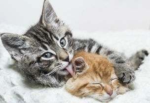 Ten Kitten Myths