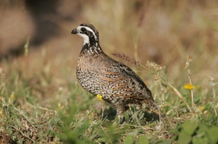 Keeping quails for eggs and breeding