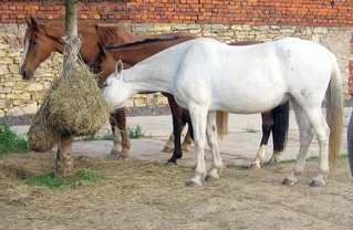 Vlastní kůň, díl 29: Seno – základ krmení koní