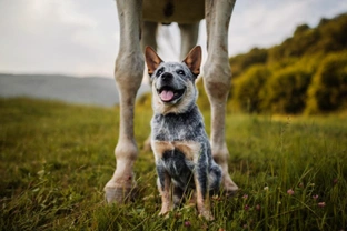 Is horse manure harmful to dogs?