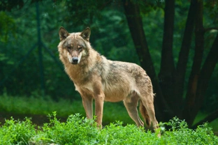 What do wolves and dogs have in common?