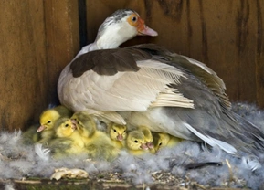 Caring for ducklings hatched under a broody hen