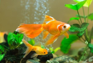 Why is my goldfish bullying his tank mates?