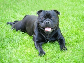 Staffordshire Bull Terrier: Frequently Asked Questions