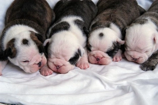 Breeding from your dog - Caring for the litter during their first two weeks of life