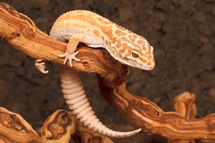 Geckos and their natural defences