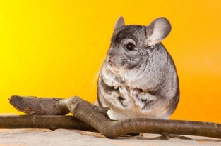 Chinchilla Healthcare and Potential Issues
