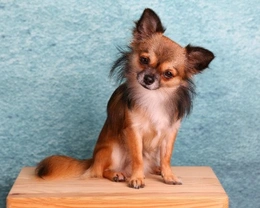 Chihuahua: peso e curiosità del cane più piccolo del mondo