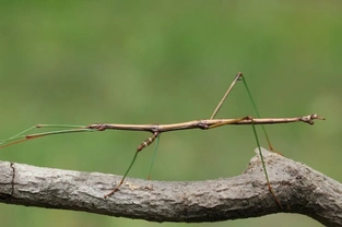 Stick Insects - Do They Make Good Kid's Pets?
