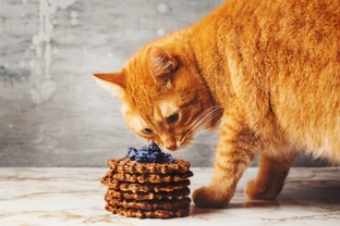 Ten Foods and Drinks Which are Harmful to Cats