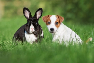 Can a puppy be trained to live with a house rabbit?