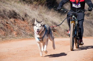 Jízda na kole se psem vás zabaví oba, důležitá je však bezpečnost