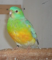 Papoušek zpěvavý (Psephotus haematonotus), 5. část – Budky pro hnízdění