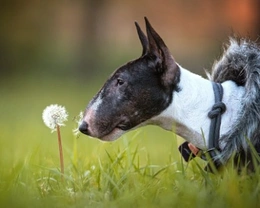 Bull Terrier: curiosità su questa razza dal carattere forte