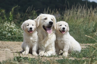 5 signs your dog is a good candidate for breeding