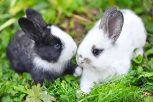 Different methods of rabbit communication