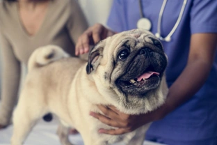 What to expect if your dog needs to see the vet whilst the coronavirus threat continues
