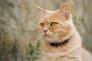 Five things to avoid when it comes to cats, collars and safety