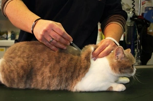 The Importance of Vaccinating Your Cat