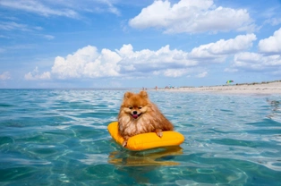 Can Pomeranians swim?