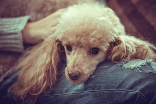 8 mistakes many dog owners make that make their dogs unhappy