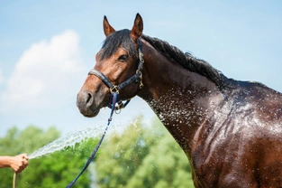Hot Weather Tips for Horse Owners