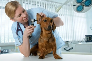 Ear Conditions in Dogs