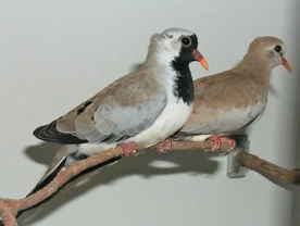 Ptáci mizející z našich chovů – holoubek kapský nebo také hrdlička kapská (Oena capensis)