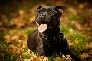Pets4Homes exclusive: What are the most popular terrier dog breeds in the UK?