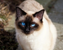 Gatti Siamesi: carattere e colore del pelo