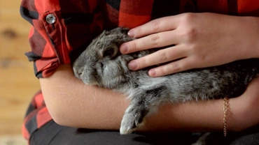 Do rabbits make good pets for children?