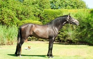 The Andalusian horse